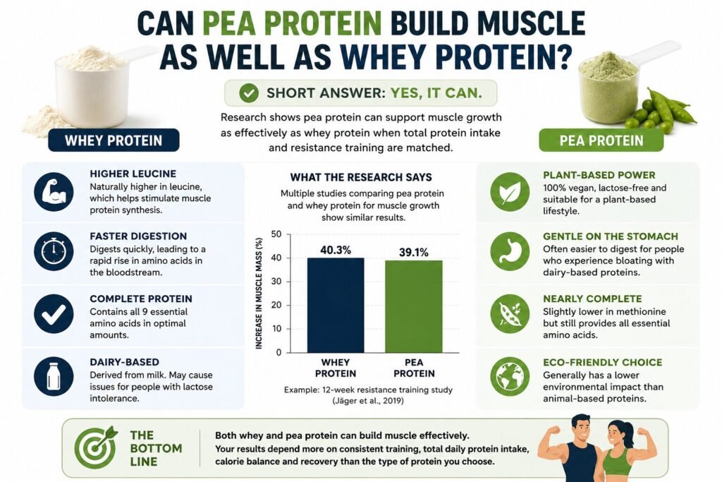 whey protein vs pea protein muscle build guide infographic